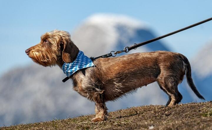 Spacer z psem w Bolzano będzie musiał spełnić kryterium czystości / autor: Pixabay
