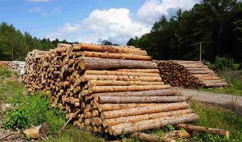 Sprzedaż drewna na nowych zasadach