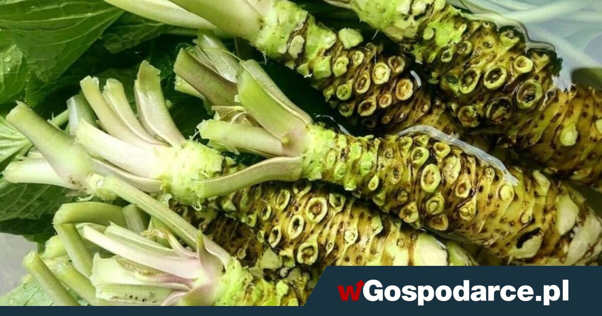 Najdroższa roślina na świecie rośnie pod Radomiem