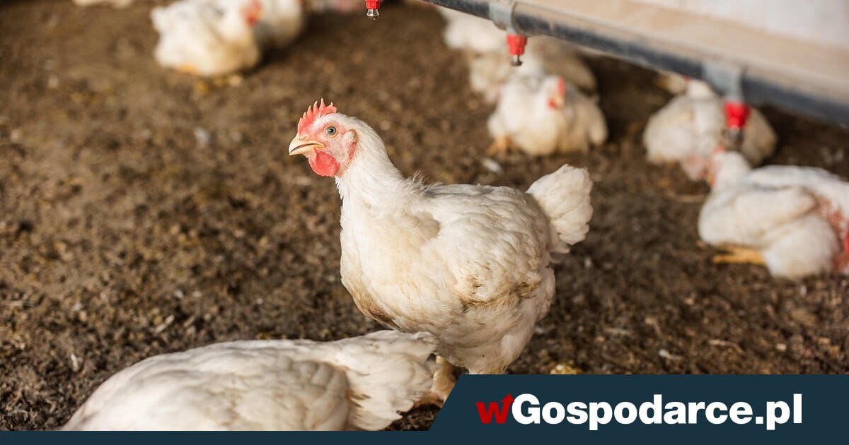 Hongkong wstrzymuje import polskiego drobiu!