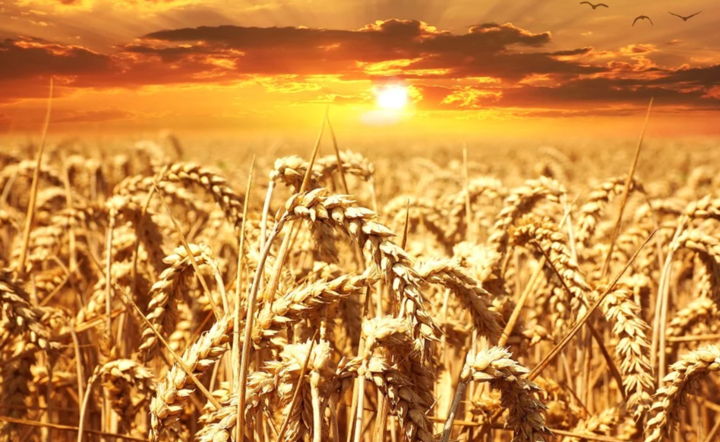 Zbiory zbóż na Ukrainie mogą spaść o 35 proc. z powodu wojny