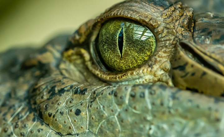 Krokodyl - zdjęcie ilustracyjne / autor: Pixabay