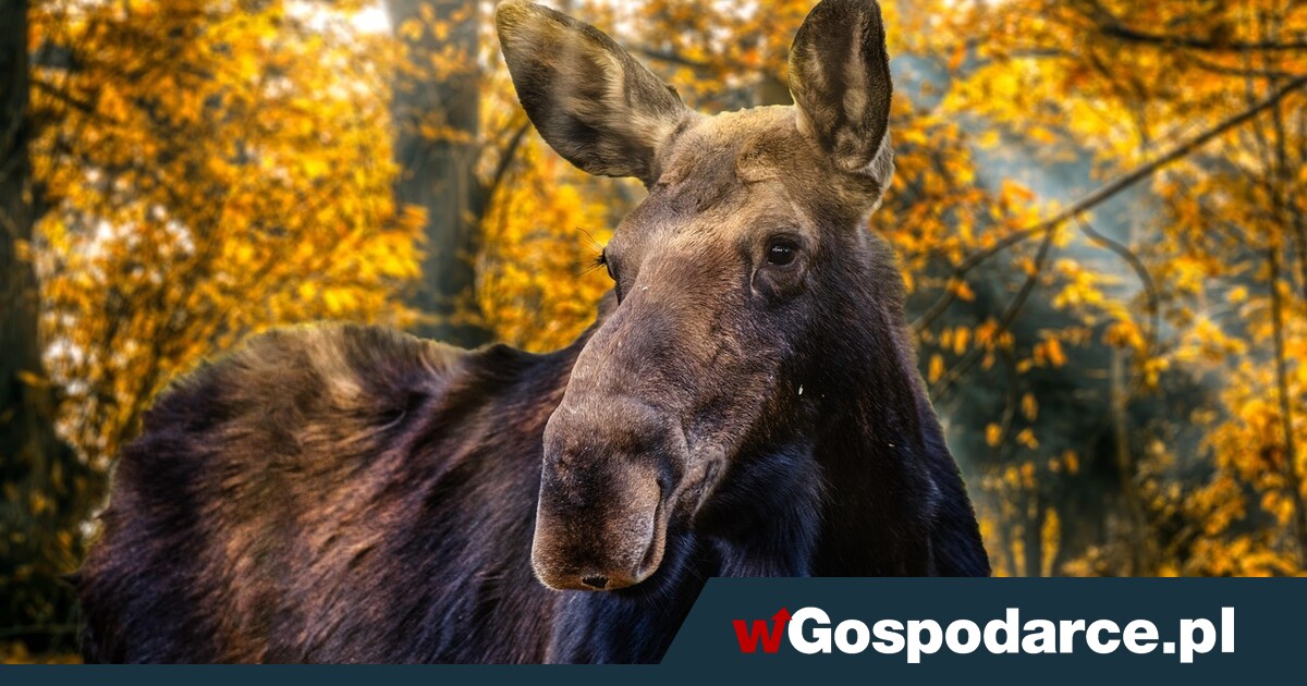 Czy wróci odstrzał łosi? Zwarcie dwóch resortów