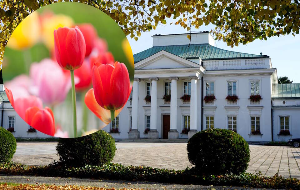 W Belwederze odbędzie się uroczystość nadania imienia tulipanowi "Andrzej Duda"..  / autor: Fratria