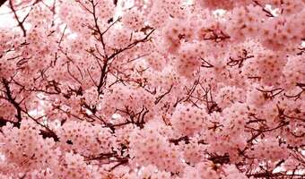 Japończycy mają kolejny dzień wolny od pracy