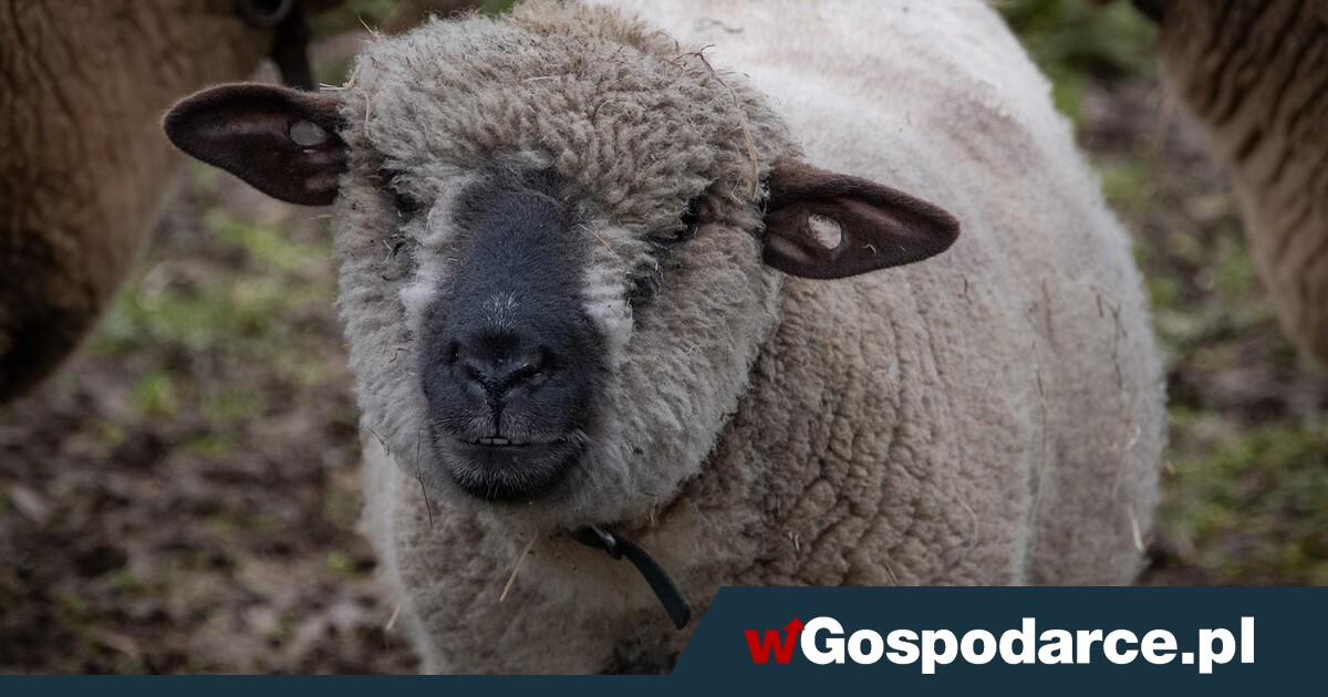 Bacowie załamani: wełna dziś nic nie warta