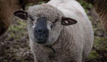 Bacowie załamani: wełna dziś nic nie warta