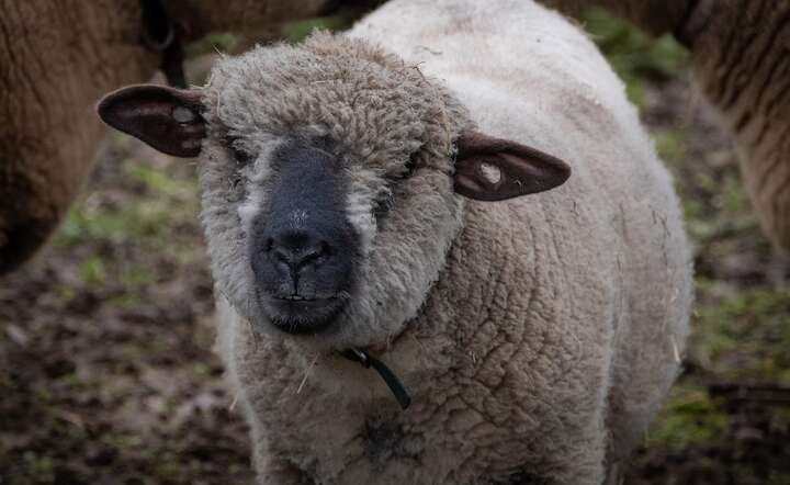 Na Podhalu praktycznie załamał się rynek wełny / autor: Pixabay