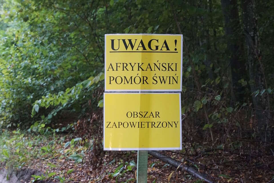 Ostrzeżenie przed Afrykańskim Pomorem Świń / autor: Fratria