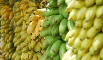 160 kg kokainy w bananach sprzedanych znanej sieci stołecznych sklepów