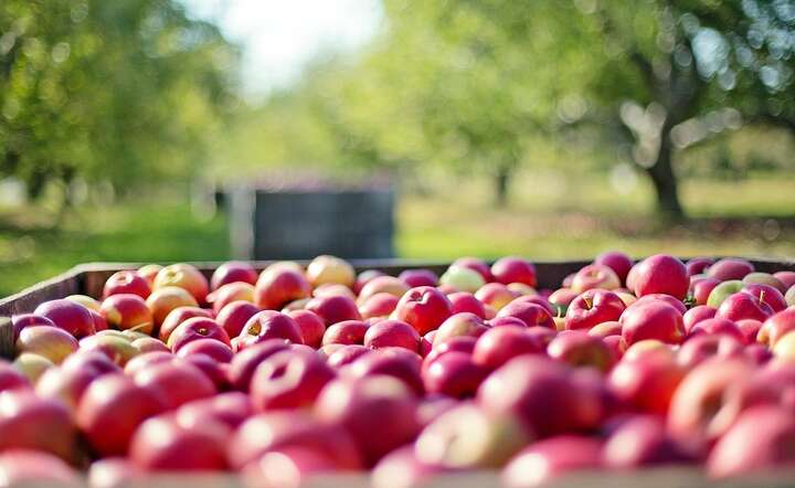 *Produkcja jabłek, stanowiących największą część krajowych zbiorów owoców, spadła o 19,5 proc. / autor: Pixabay