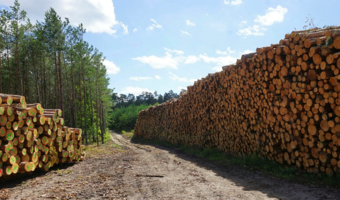 Polskie porty przeładowują drewno z importu