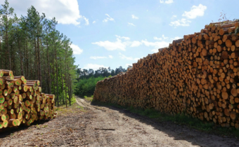 Polskie porty przeładowują drewno z importu