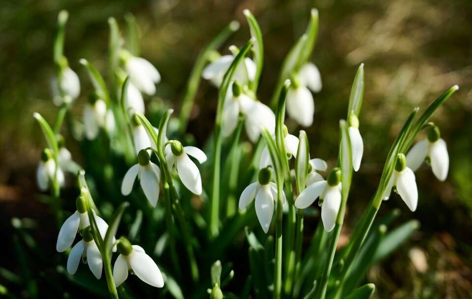 Kwitnące przebiśniegi  / autor: PAP/Adam Warżawa