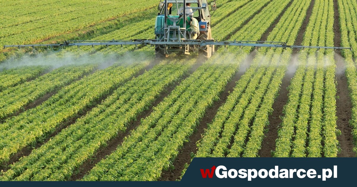 Rząd oszukuje rolników! Preferencje UE dla Ukrainy zostaną?