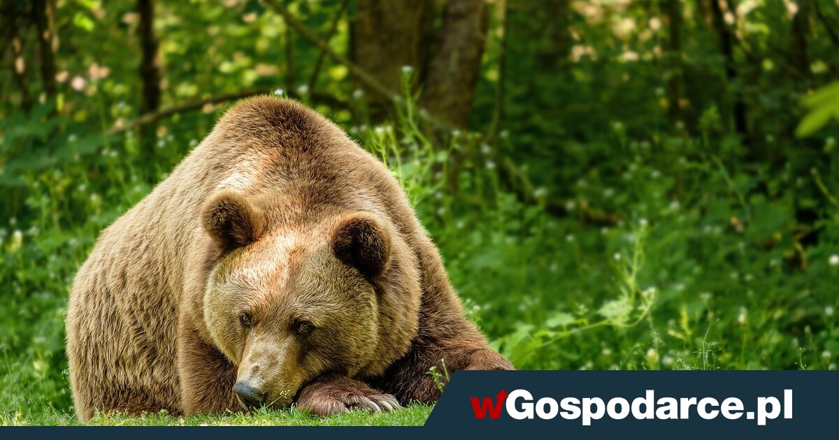 Trzy niedźwiedzie z Bieszczad nie będą odstrzelone