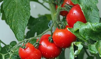 Dieta bogata w pomidory może zmniejszyć ryzyko raka