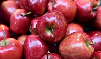 Z polskiego sadu na światowe stoły – jak Portugalczyk pokochał polskie jabłka