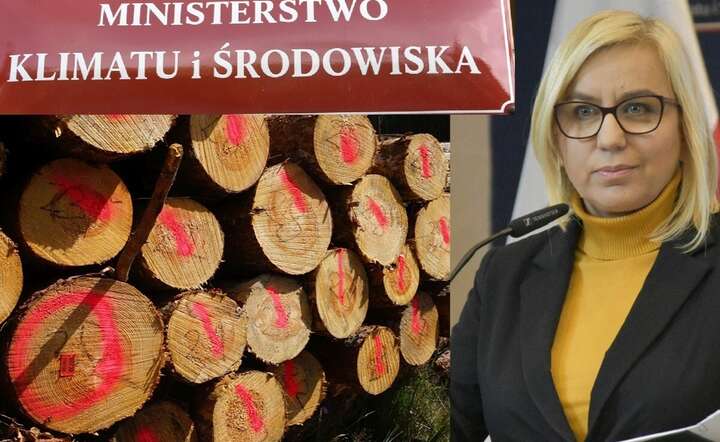 Branża drzewna ocenia, że resort klimatu pod rządami minister Pauliny Hennig-Kloski prowadzi do głębokiego kryzysu / autor: Fratria x 3