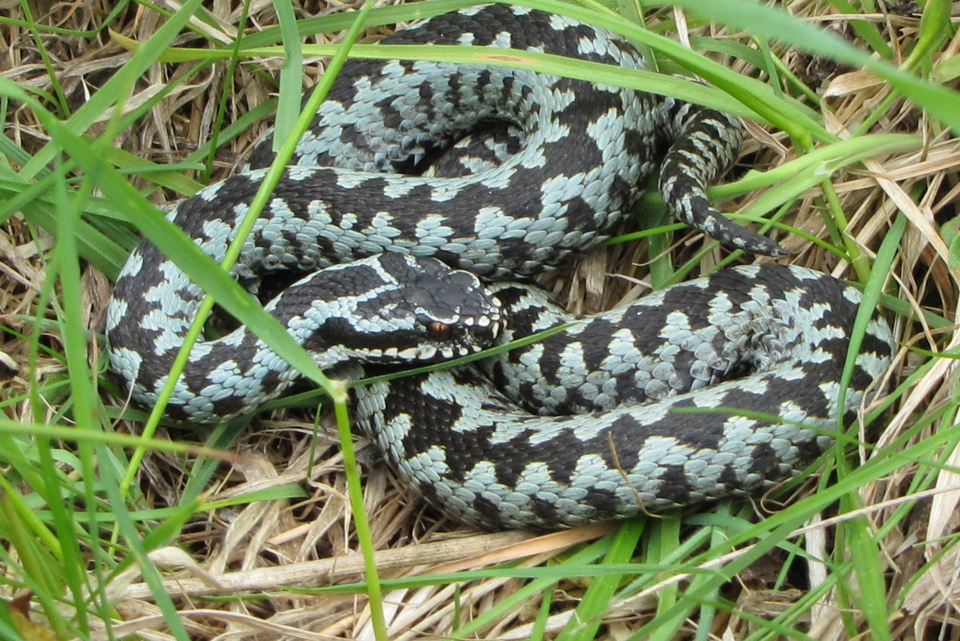 Żmija zygzakowata / autor: Wikimedia Commons/https://creativecommons.org/licenses/by-sa/4.0/deed.en/Jacek Proszyk