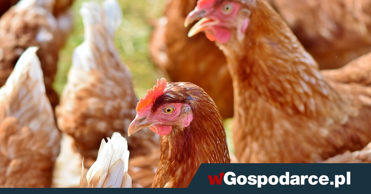 Straciliśmy 12 mln kur w 15 miesięcy!