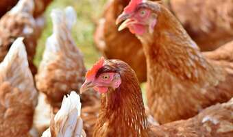 Straciliśmy 12 mln kur w 15 miesięcy!