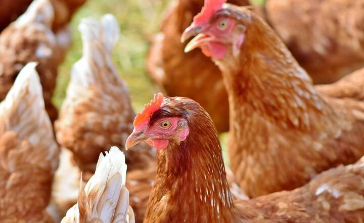 Od stycznia do marca w Polsce z powodu epidemii trzeba było zutylizować 3,5 mln sztuk drobiu / autor: Pixabay