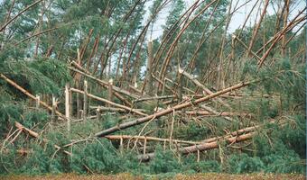 Lasy Państwowe: po nawałnicach wstępne straty w drewnie opiewają na 6,6 mln m sześc.