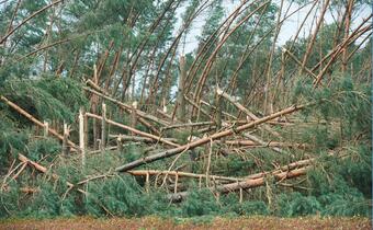 Lasy Państwowe: po nawałnicach wstępne straty w drewnie opiewają na 6,6 mln m sześc.