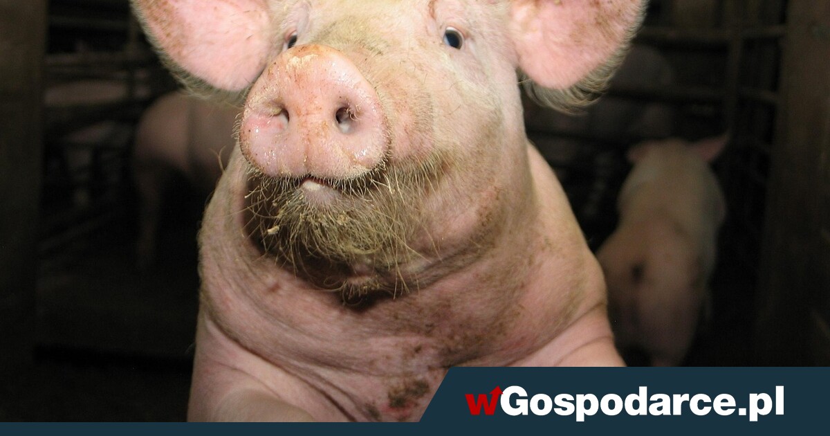 Nowy rynek dla naszej wieprzowiny