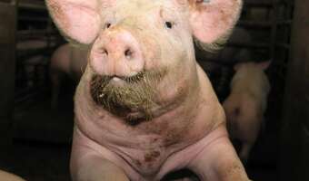 Nowy rynek dla naszej wieprzowiny