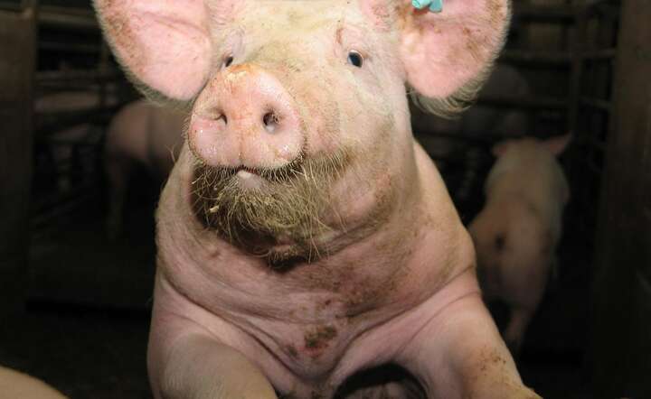 Filipiny oficjalnie otwierają rynek dla polskiej wieprzowiny / autor: Pixabay