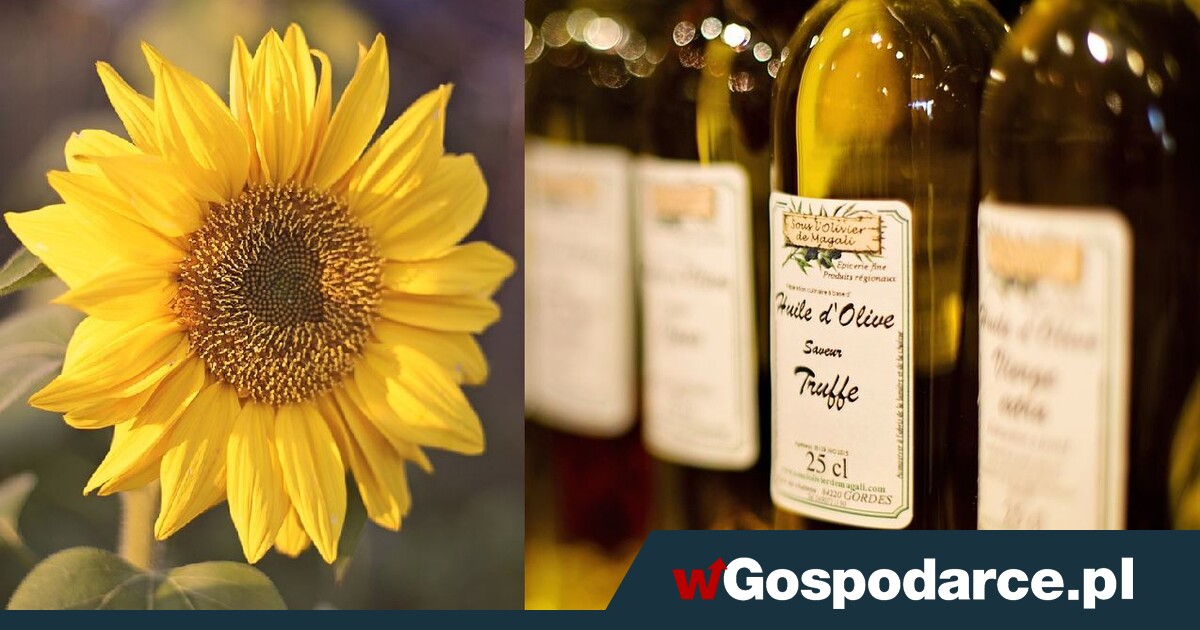 Hiszpanów nie stać na oliwę z oliwek. Kupują tańszy olej