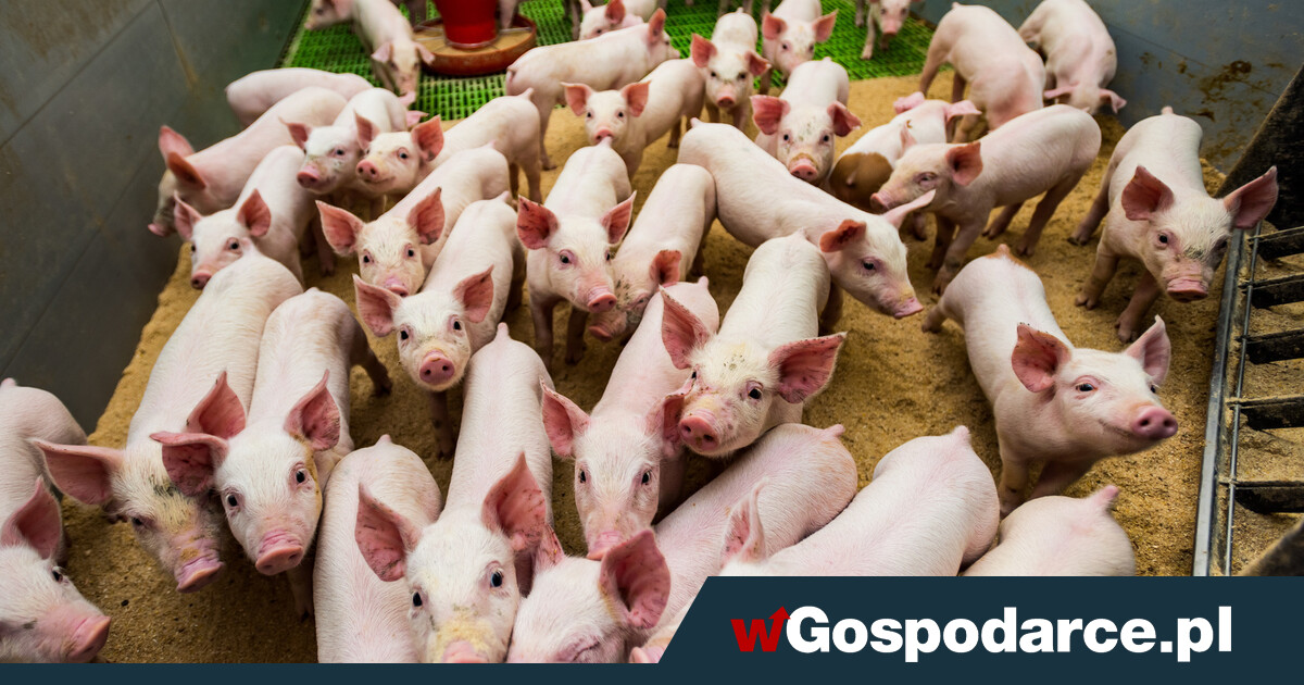 W miesiąc zniknęło z rynku ponad 250 stad trzody