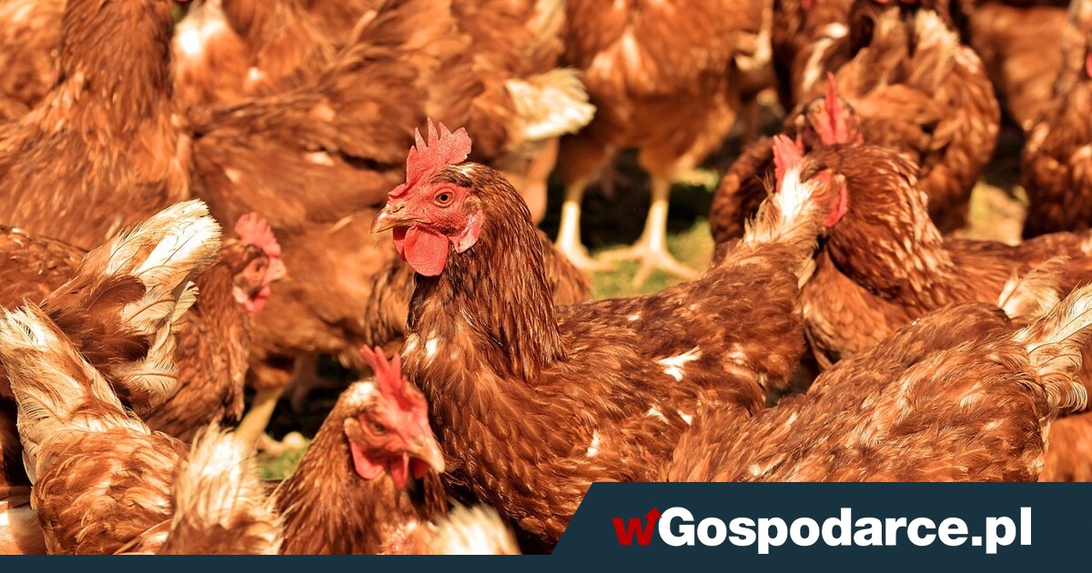 KE w sprawie ptasiej grypy nie użyje „broni atomowej”?
