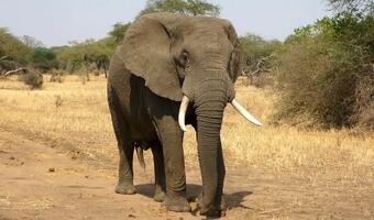 Ten kraj żyje z... polowań na słonie!