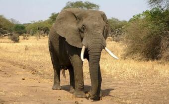 Ten kraj żyje z... polowań na słonie!
