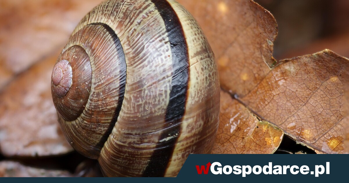Szokująca historia! Skradziono ślimaki warte aż 90 tys. euro