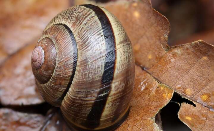 Ślimaki / autor: Pixabay