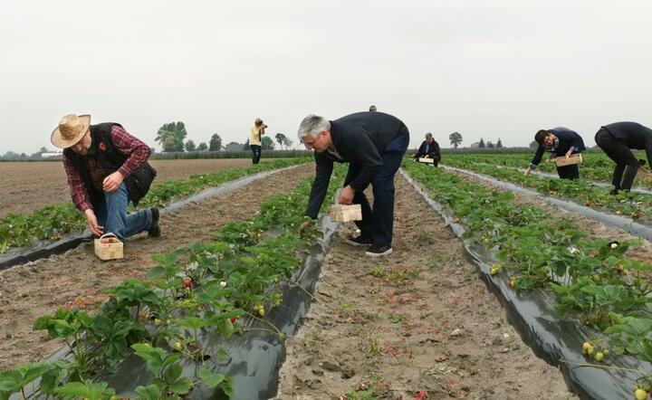 Minister Ardanowski i wiceminister Białkowski zbierają truskawki na plantacji w Witkowie / autor: Ministerstwo Rolnictwa