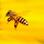 Naukowcy z PB mają lek na chorobę pszczół - zgnilca złośliwego