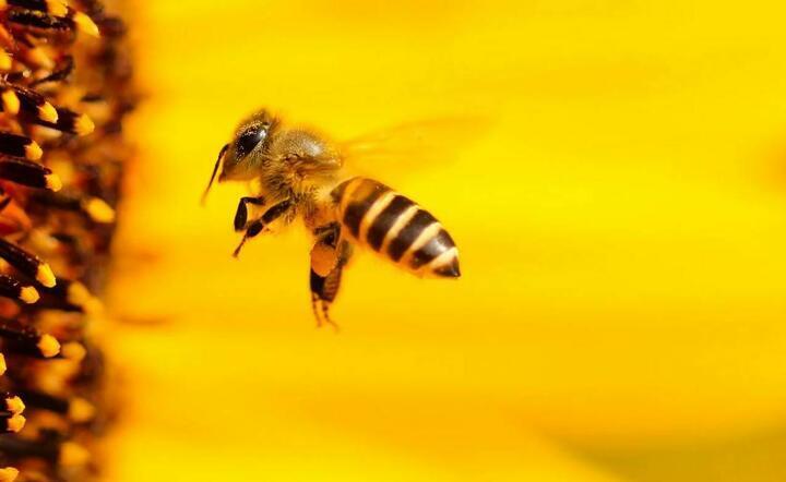 pszczoła / autor: Pixabay