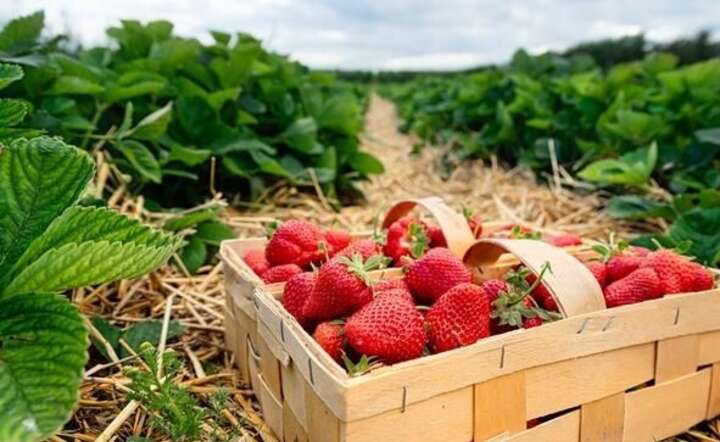 Krajowi plantatorzy i klienci polubili samozbiory owoców i warzyw. / autor: Freepik