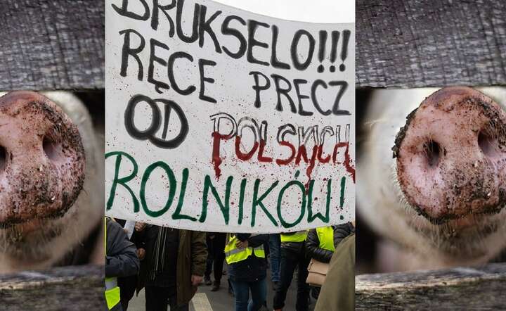 Rolnicy jadą do ministra ze świńskimi ryjami