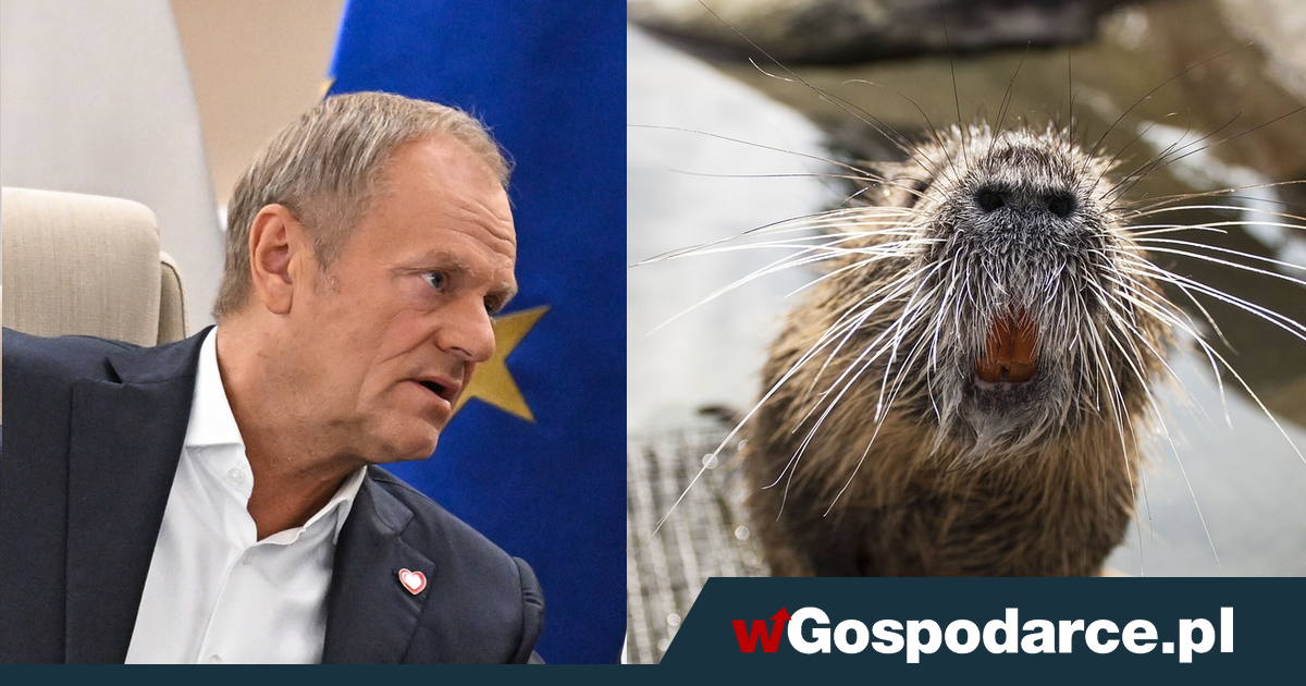 Powódź2024: Bobry niewinne, ale Tusk bohaterem