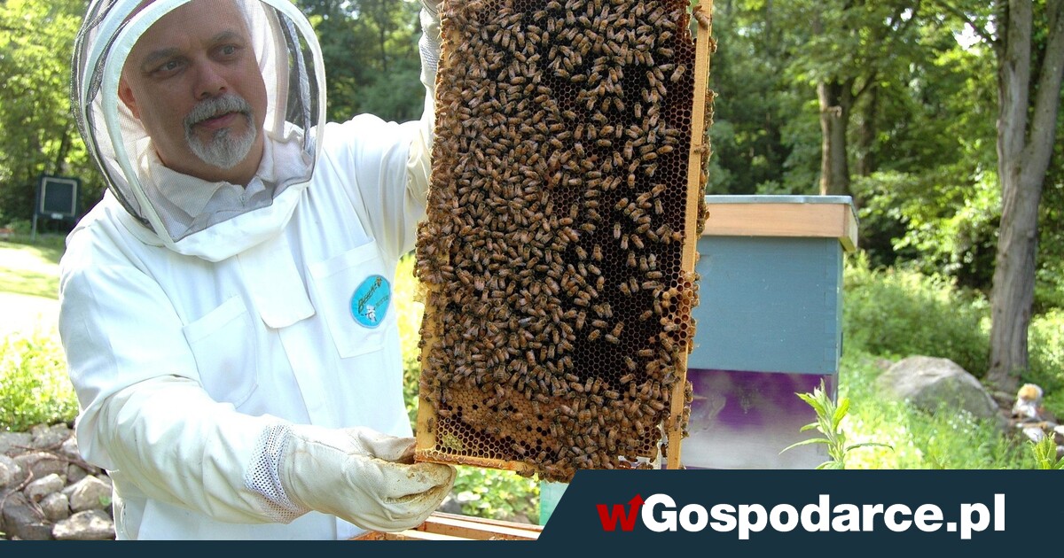 Do rozdania 80 mln zł. Pieniądze dla pszczelarzy