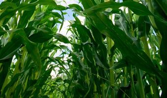 Parlament Europejski chce całkowitego zakazu upraw kukurydzy GMO