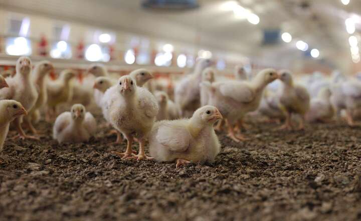  Jeżeli chodzi o produkcję mięsa drobiowego, to Polska jest największym producentem w UE / autor: Pixabay