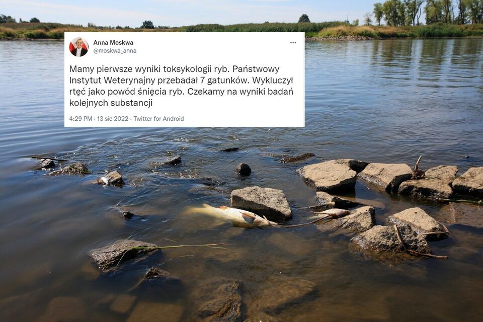 Śnięte ryby w Odrze w okolicy wsi Cigacice (woj. lubuskie) / autor: PAP/Lech Muszyński; Twitter/Anna Moskwa