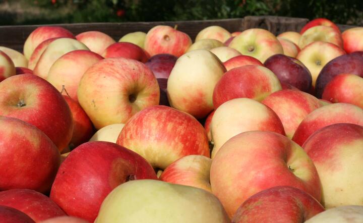 Produkcja jabłek w tym roku była aż o 50 proc. wyższa od średniej z lat 2006-2010, fot. freeimages.com/emitea